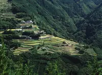 大イチョウ展望台の写真・動画_image_298858
