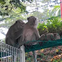 KL フォレスト・エコ・パーク・キャンプサイトの写真・動画_image_299089