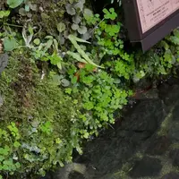 貴船神社の写真・動画_image_299435