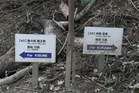 鞍馬寺の写真・動画_image_299441
