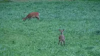 星野リゾート リゾナーレトマムの写真・動画_image_299897