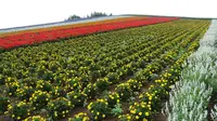 四季彩の丘の写真・動画_image_299919