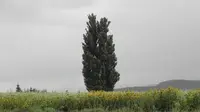パッチワークの路の写真・動画_image_299922