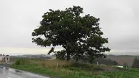 パッチワークの路の写真・動画_image_299923