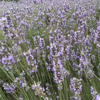 ファーム富田の写真・動画_image_301069