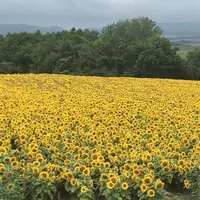 ファーム富田の写真・動画_image_301079