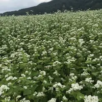 ファーム富田の写真・動画_image_301148