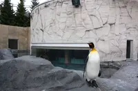 旭川市 旭山動物園の写真・動画_image_301474