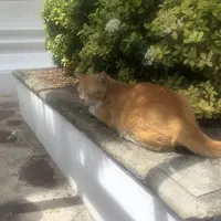 Wat Pho（ワット・ポー）の写真・動画_image_301778