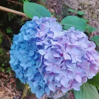 明月院（あじさい寺）の写真・動画_image_303278