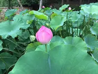 唐招提寺の写真・動画_image_303330