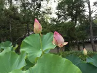 唐招提寺の写真・動画_image_303332