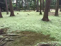 唐招提寺 奥の院（鑑真和上廟所）の写真・動画_image_303337