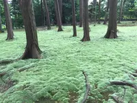 唐招提寺 奥の院（鑑真和上廟所）の写真・動画_image_303339