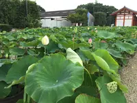 薬師寺の写真・動画_image_303343