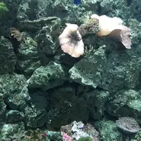 京都大学白浜水族館の写真・動画_image_303898