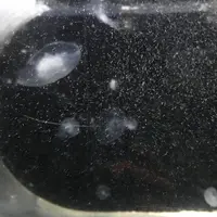 京都大学白浜水族館の写真・動画_image_303899