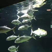 京都大学白浜水族館の写真・動画_image_303902