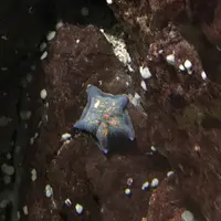 京都大学白浜水族館の写真・動画_image_303904