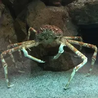 京都大学白浜水族館の写真・動画_image_303905