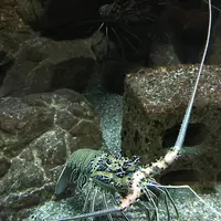 京都大学白浜水族館の写真・動画_image_303906