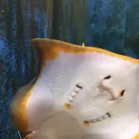 京都大学白浜水族館の写真・動画_image_303907