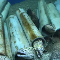 京都大学白浜水族館の写真・動画_image_303908
