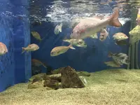 京都大学白浜水族館の写真・動画_image_303910