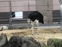 アドベンチャーワールドの写真・動画_image_303934