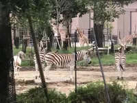 アドベンチャーワールドの写真・動画_image_303935