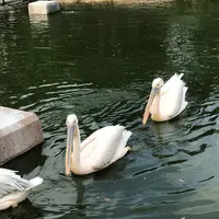 アドベンチャーワールドの写真・動画_image_303955