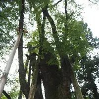 白山比咩神社の写真・動画_image_304006