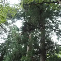 白山比咩神社の写真・動画_image_304011