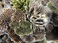 吉田サバニ造船（久宇良サバニツアー）の写真・動画_image_304369