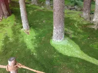 銀閣寺(東山慈照寺)の写真・動画_image_30449