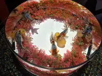 【閉業】アートアクアリウムの写真・動画_image_304815