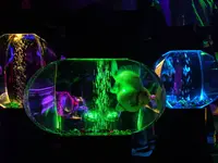 【閉業】アートアクアリウムの写真・動画_image_304837