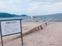 ヤシの木ブランコの写真・動画_image_304925
