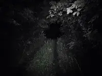 乙女の祈りの写真・動画_image_305703