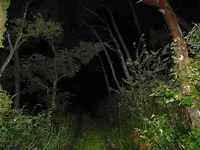 乙女の祈りの写真・動画_image_305704
