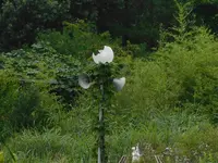 化女沼レジャーランド跡の写真・動画_image_305746