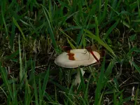 鳴子江合川河川公園の写真・動画_image_305772