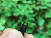 大山の写真・動画_image_306223
