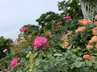 函館市旧イギリス領事館の写真・動画_image_308388