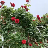 函館市旧イギリス領事館の写真・動画_image_308390