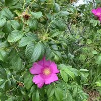 立待岬の写真・動画_image_308407