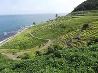 白米千枚田の写真・動画_image_308550