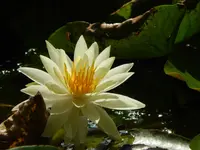 神戸市立須磨離宮公園の写真・動画_image_308769