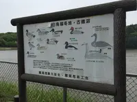 古徳沼の写真・動画_image_30898