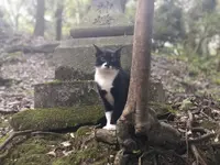 伏見稲荷大社の写真・動画_image_309244